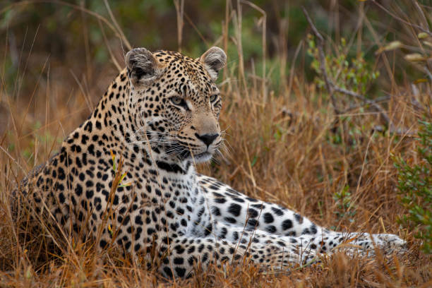 istock Male Leopard Portrait 1278309988