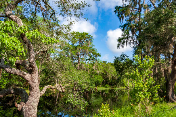 Reflections on Shingle Creek - Shingle Creek is recognized as the Headwaters of the Everglades in Florida. This is a view of Shingle Creek Preserve a few miles before it feeds into Lake Tohopekaliga in Kissimmee, Florida where Birders, Bass Fishermen, Kayakers, and Tourists enjoy the eco-tourism opportunities which are found here on a year-round basis. reflexiones sobre shingle creek - shingle creek es reconocida como la cabecera de los everglades en florida. esta es una vista de shingle creek preserve unas pocas millas antes de que se alimente en el lago tohopekaliga en kissimmee, florida
