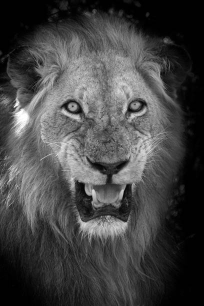istock Male Lion Portrait 1278310714