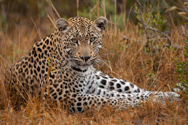 istock Male Leopard Portrait 1278310779