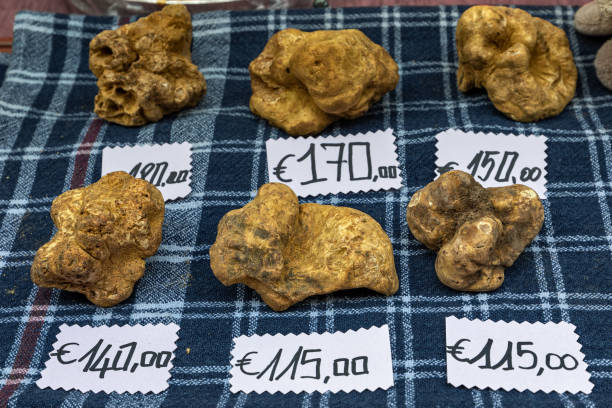 Close up view of white truffles on the Close up view of famous white truffles on the stall in market at Alba, Piedmont, Northern Italy. fiera stock pictures, royalty-free photos & images