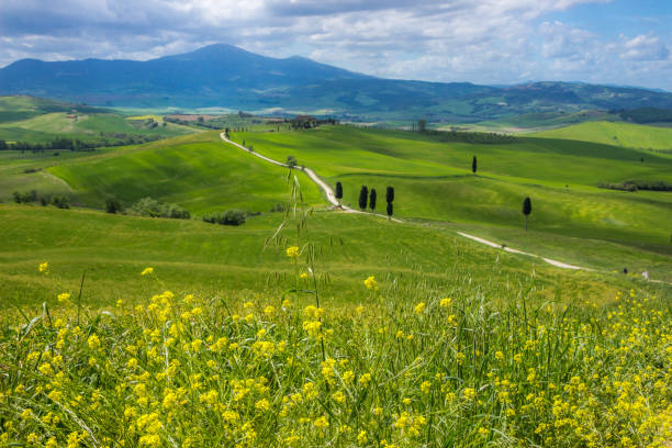 istock flowers in Tuscany 1278311989