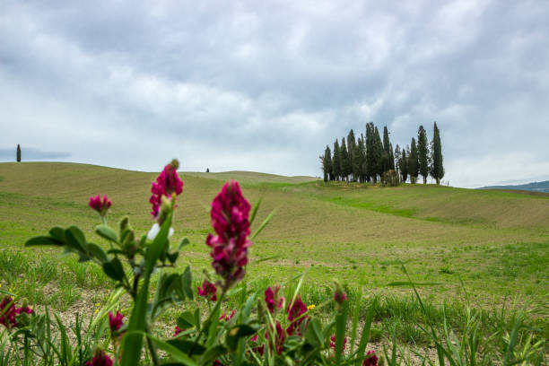 istock flowers in Tuscany 1278312042