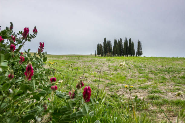 istock flowers in Tuscany 1278312055
