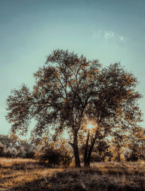 istock Sunny autumn evening over the hollow 1278314473