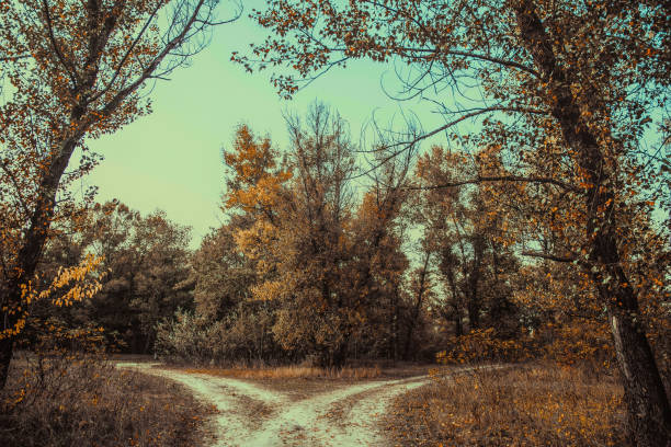 Beautiful abandoned autumn landscape in the south of Great Britain, Sussex. A swampy meadow and trees with yellow autumn foliage against the backdrop of a clear blue evening sky. Ecotourism and travel in the UK