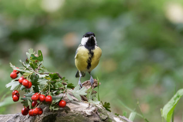 birds perching over a feeder full of peanuts