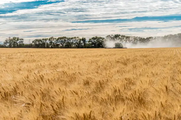 Single combine harvesting wheat in a field at sunset in Wymark, Saskatchewan