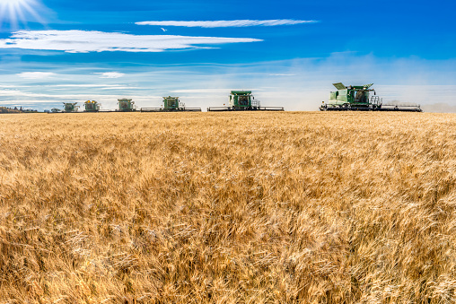 Multiple John Deere combine harvesting wheat in a field at sunset in Wymark, Saskatchewan