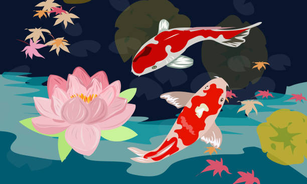 istock Lotus flower and koi carp in the pond 1278318187