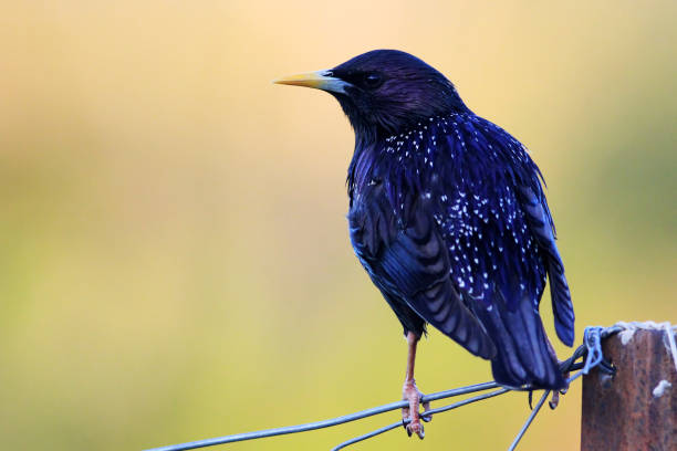 istock Common Starling Sturnus vulgaris 1278319309