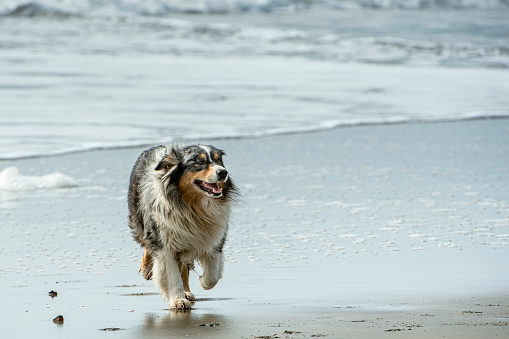 Black and white dog running on ocean beach, with waves in background.