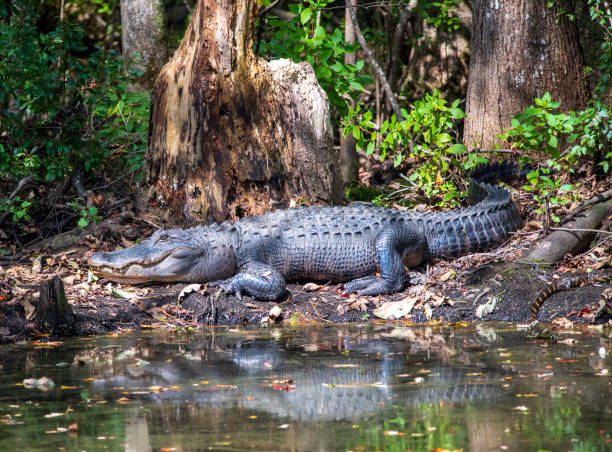 istock Alligator on the Lake 1278321314