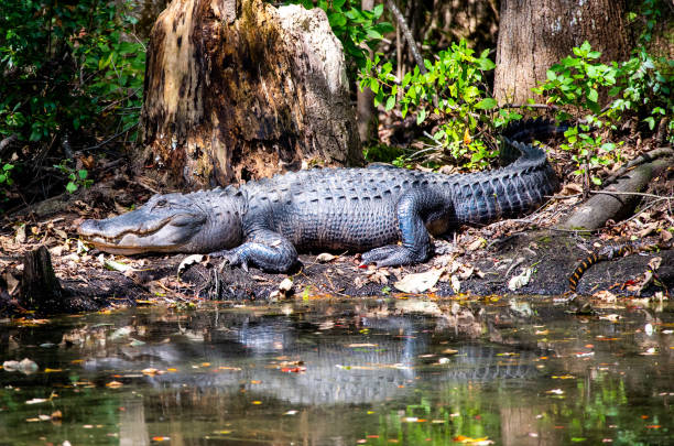 istock Alligator on the Lake 1278321343