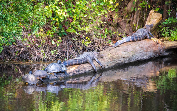 istock Alligator on the Lake 1278321375