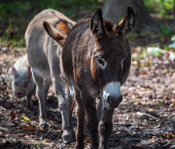 istock Donkey and the Pig 1278321938