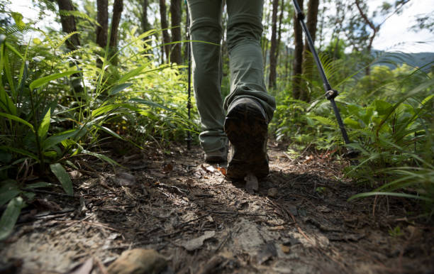 istock Legs hiking in summer sunrise forest mountain 1278322159
