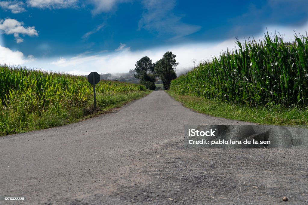 Manizales Landscape Galicia,Ozon corn landscape in a Galician village Agricultural Field Stock Photo