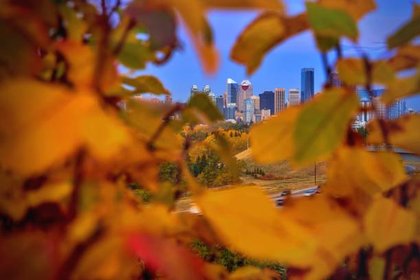 istock Downtown Calgary Buildings Framed By Autumn Leaves 1278324396