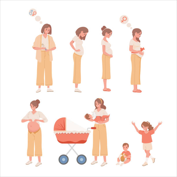 Stages of pregnancy and motherhood vector flat illustration. Changes in the female body during pregnancy. Stages of pregnancy and motherhood vector flat illustration. Changes in the female body during pregnancy, happy woman with newborn baby, and smiling children. Happy maternity concept. pregnancy and childbirth stock illustrations