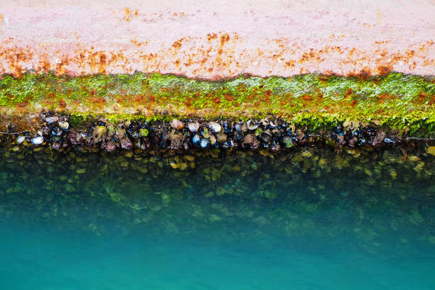 moluscos, fundo de navio crescido. mariscos no casco do navio - barnacle - fotografias e filmes do acervo