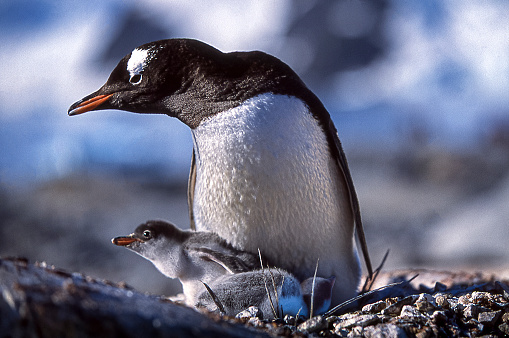 Close-up of Gentoo Penguin -Pygoscelis papua- at Cuverville Island, on the Antarctic Peninsula