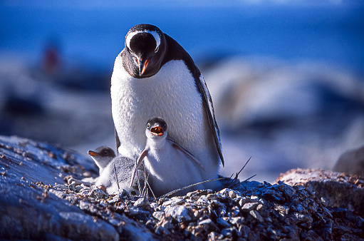 the Falklands are one of the best places in the world to view penguins in their natural environment