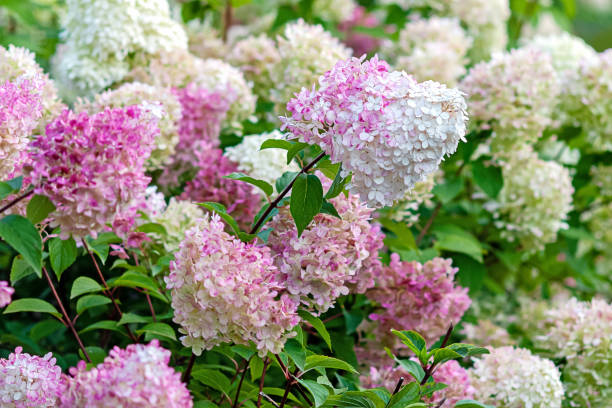 istock Flowering Hydrangea paniculata Vanille Fraise with pink and white blooms 1278326524