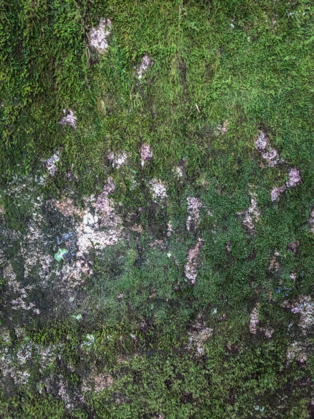 istock Texture of the rock in the forest covered with moss. 1278326585