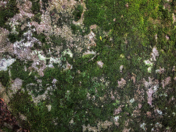 istock Texture of the rock in the forest covered with moss. 1278326619