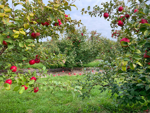 Ripe red apples hanging on fruit tree branches