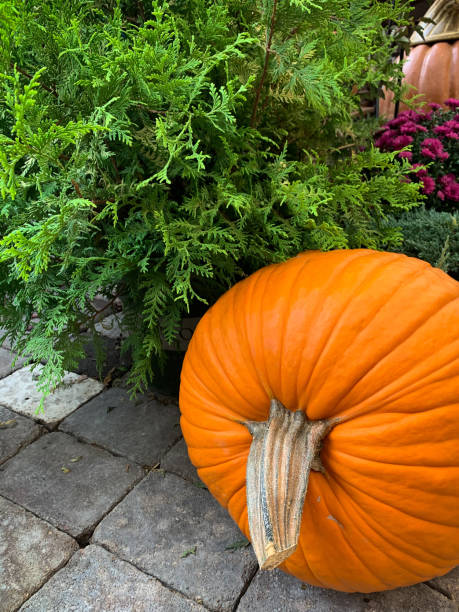 istock Orange pumpkin and green foilage 1278328404