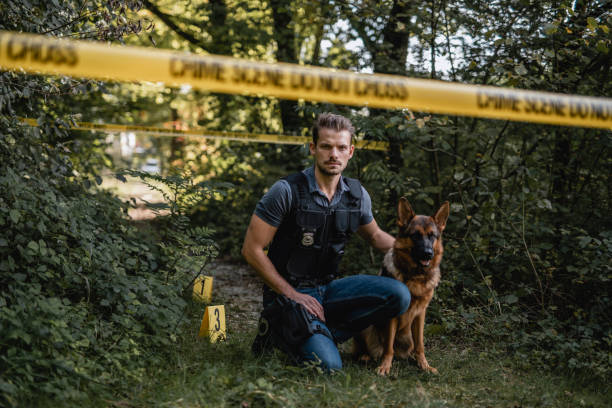 Serious Young Male Officer and Police Dog at Crime Scene German Shepherd sitting next to crouching male police officer in early 30s at crime scene marked with numbers and cordon tape in wooded area. police dog handler stock pictures, royalty-free photos & images
