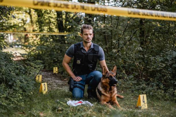 Alert German Shepherd and Young Male Officer at Crime Scene Serious male K9 officer in early 30s kneeling next to alert police dog at crime scene in woodland area cordoned off with tape. police dog handler stock pictures, royalty-free photos & images