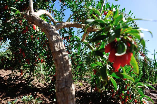 fruits et plantes de baie de goji dans le jardin de soleil - bittersweet berry photos photos et images de collection