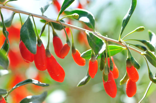 Goji berry fruits and plants in sunshine garden Goji berry fruits and plants in sunshine garden barberry family photos stock pictures, royalty-free photos & images
