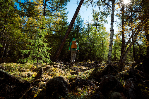 Solo hiking woman walking in the sunrise autumn forest