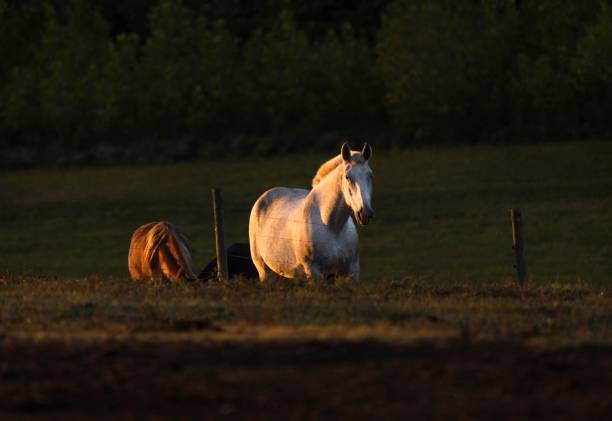 istock white horse running from group of horses 1278331973