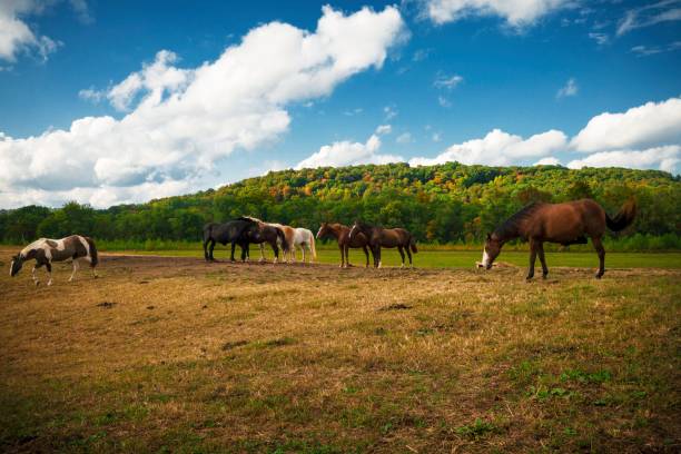 horses grazing amongst epic remote landscape stock photo
