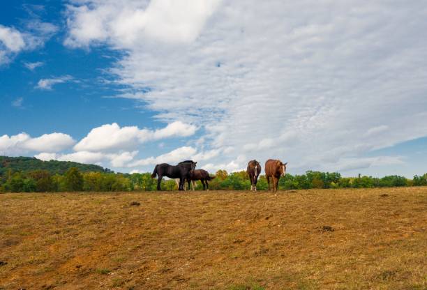 istock rural landscape scene featuring group of horses 1278332000