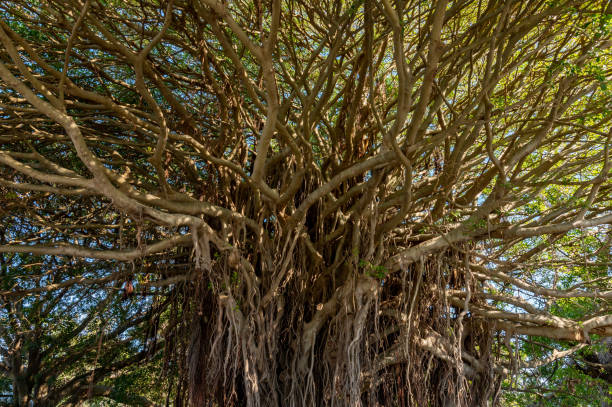 istock Amazing Branches of Fig Tree at Spit West Reserve 1278332011