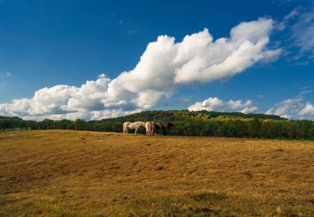 istock horses in field landscape with dramatic clouds 1278332048