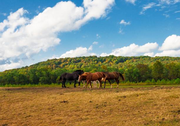 istock horses roaming rural land with trees and clouds behind 1278332104