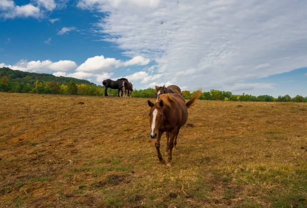 istock brown horse trotting towards viewer 1278332144