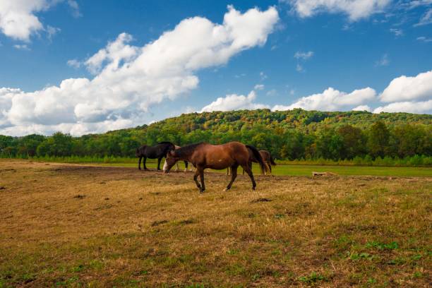 istock horse walking across lush ranch land 1278332146
