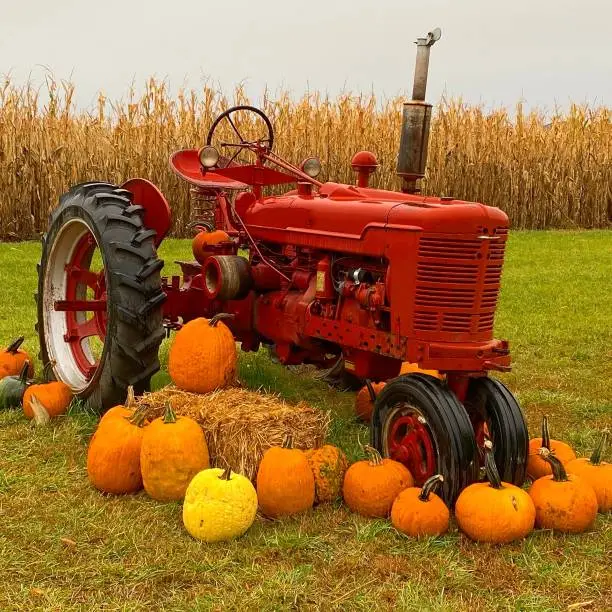 Photo of Autumn harvest