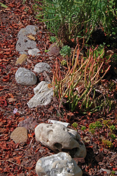 istock Autumn Succulent Garden 1278333774