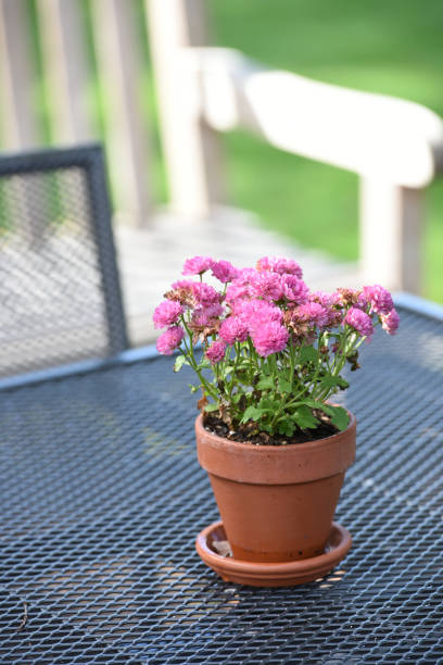 istock Beautiful Little Flowers in the Pot 1278333897