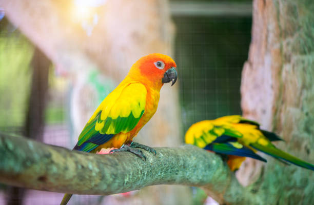 istock Beautiful Lovebird parrot sitting on branch. 1278336245