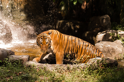 Bengal Tiger on the grasslands of Sunderbans National Park. The Bengal tiger is considered to be an endangered species. Despite being the most common of all the tiger species, there are thought to be around 2,000 Bengal tigers left in the wild.